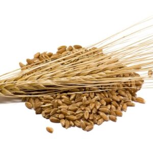 Barley