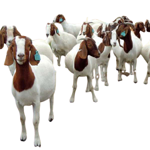 Boer Goats