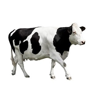 Holstein Friesian Cattle