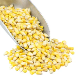 Maize